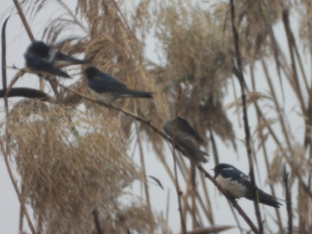 Uhalde-enara arrunta - ML646253623