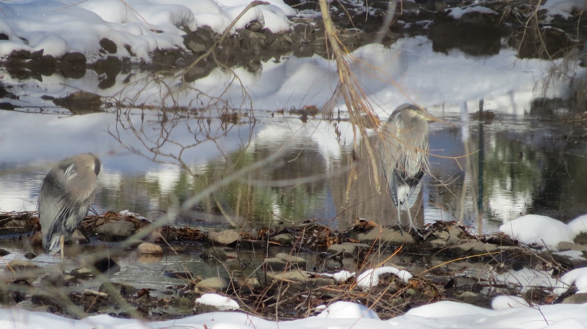 Great Blue Heron - ML646253632