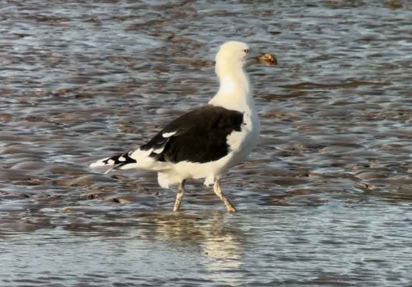 Great Black-backed Gull - ML646253633