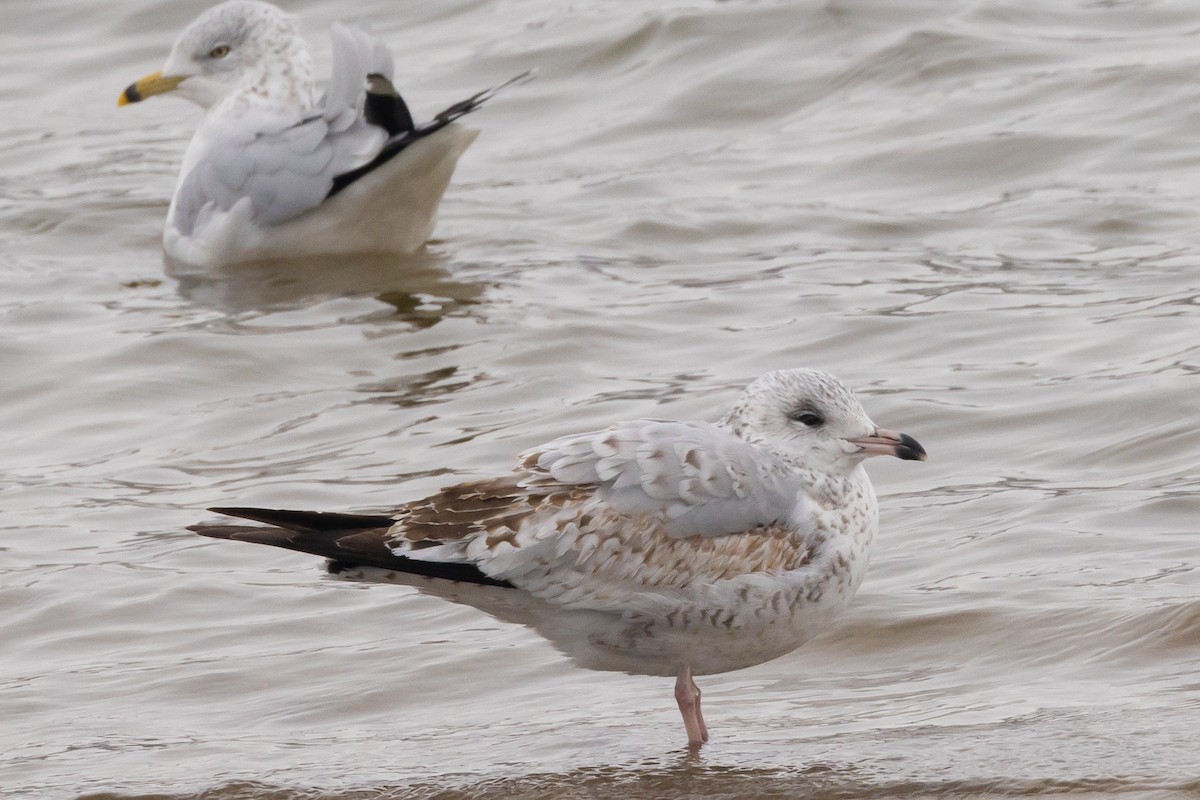 Ring-billed Gull - ML646253639