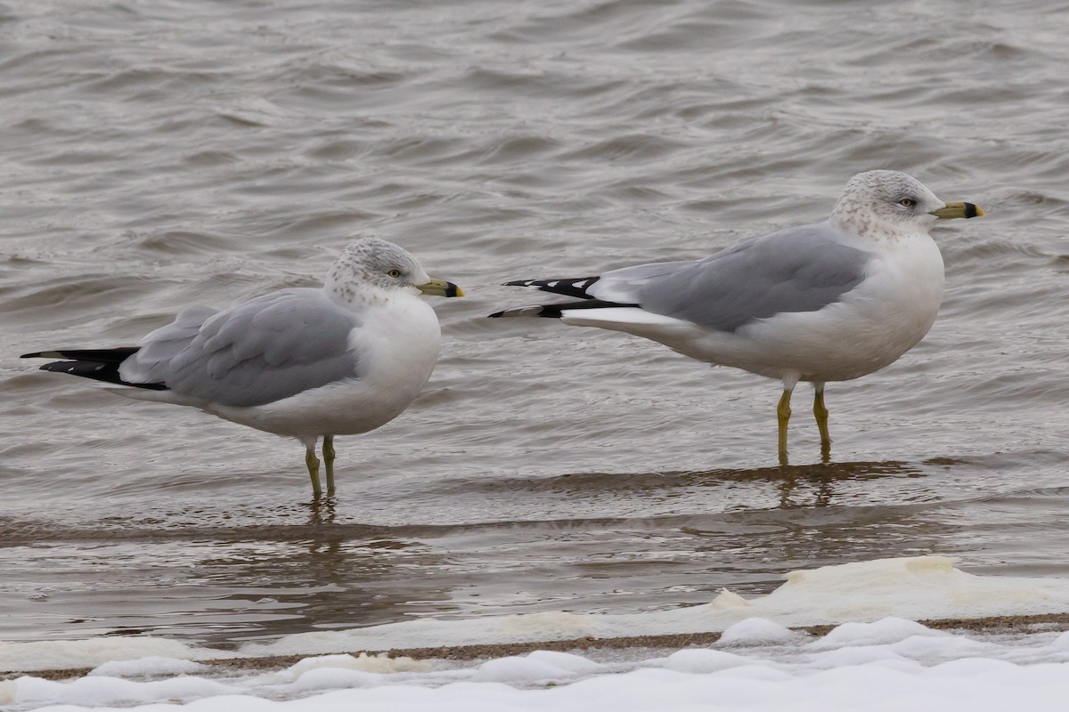 Ring-billed Gull - ML646253640