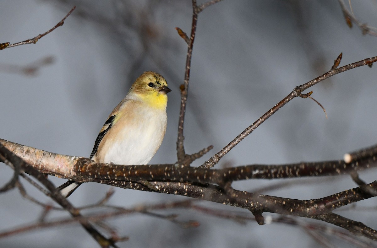 American Goldfinch - ML646253641