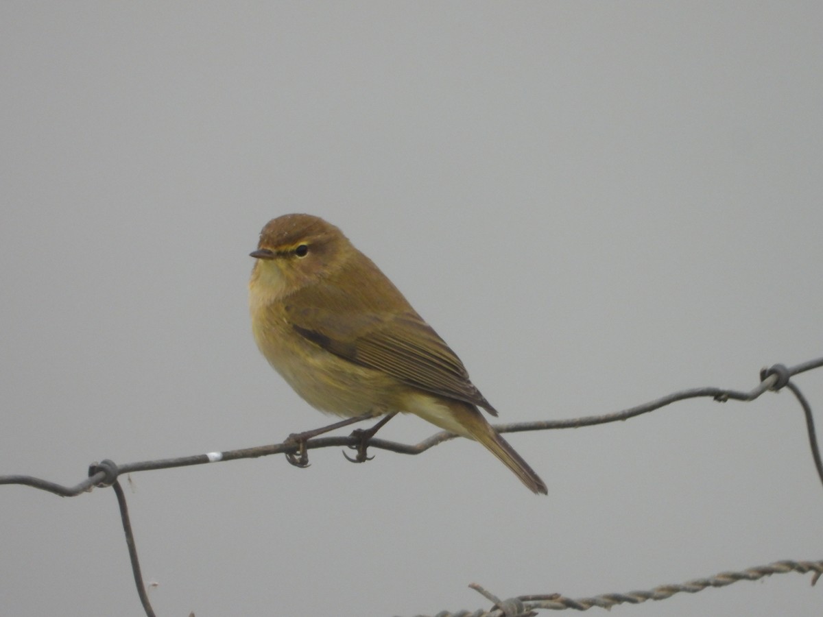 嘰喳柳鶯 - ML646253642