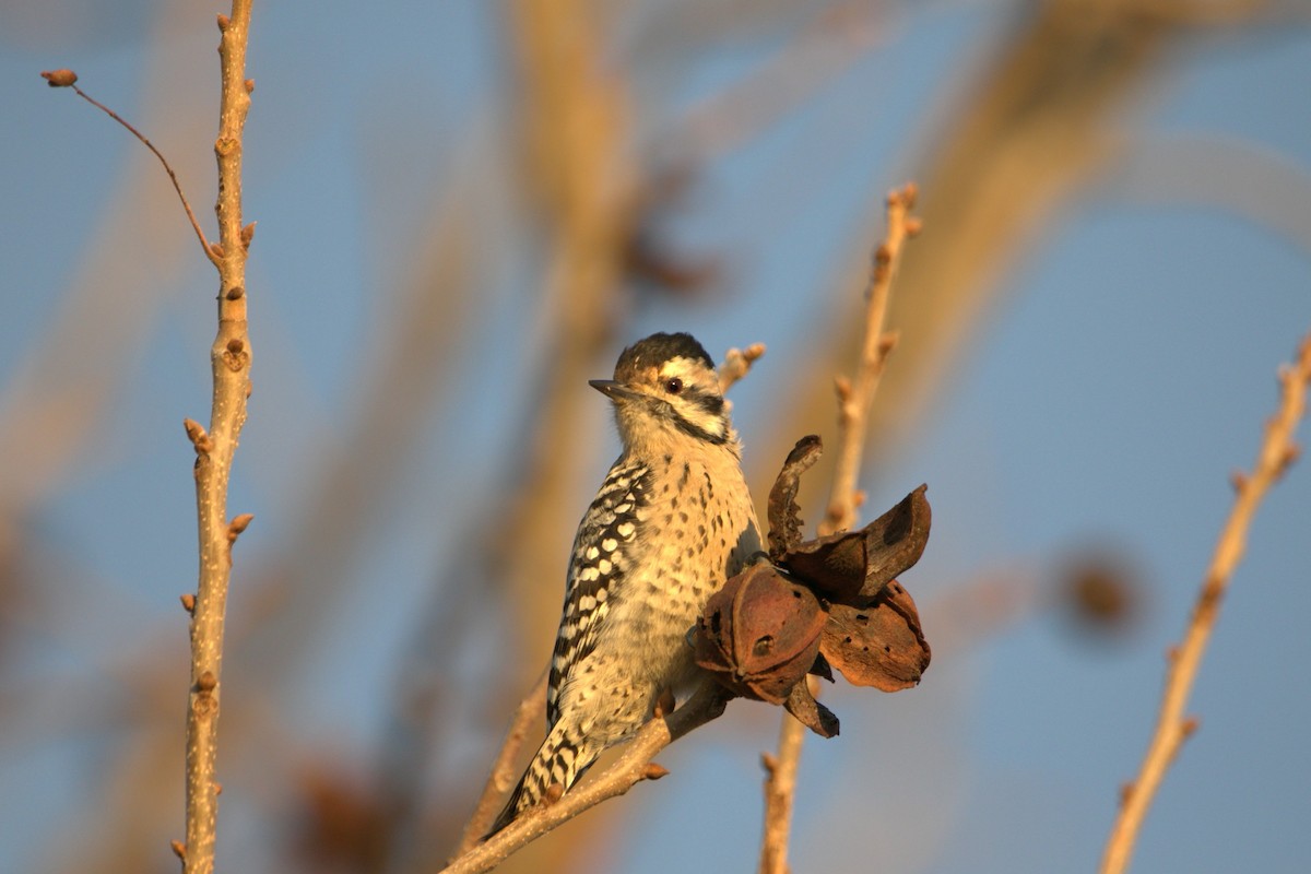 Ladder-backed Woodpecker - ML646253646