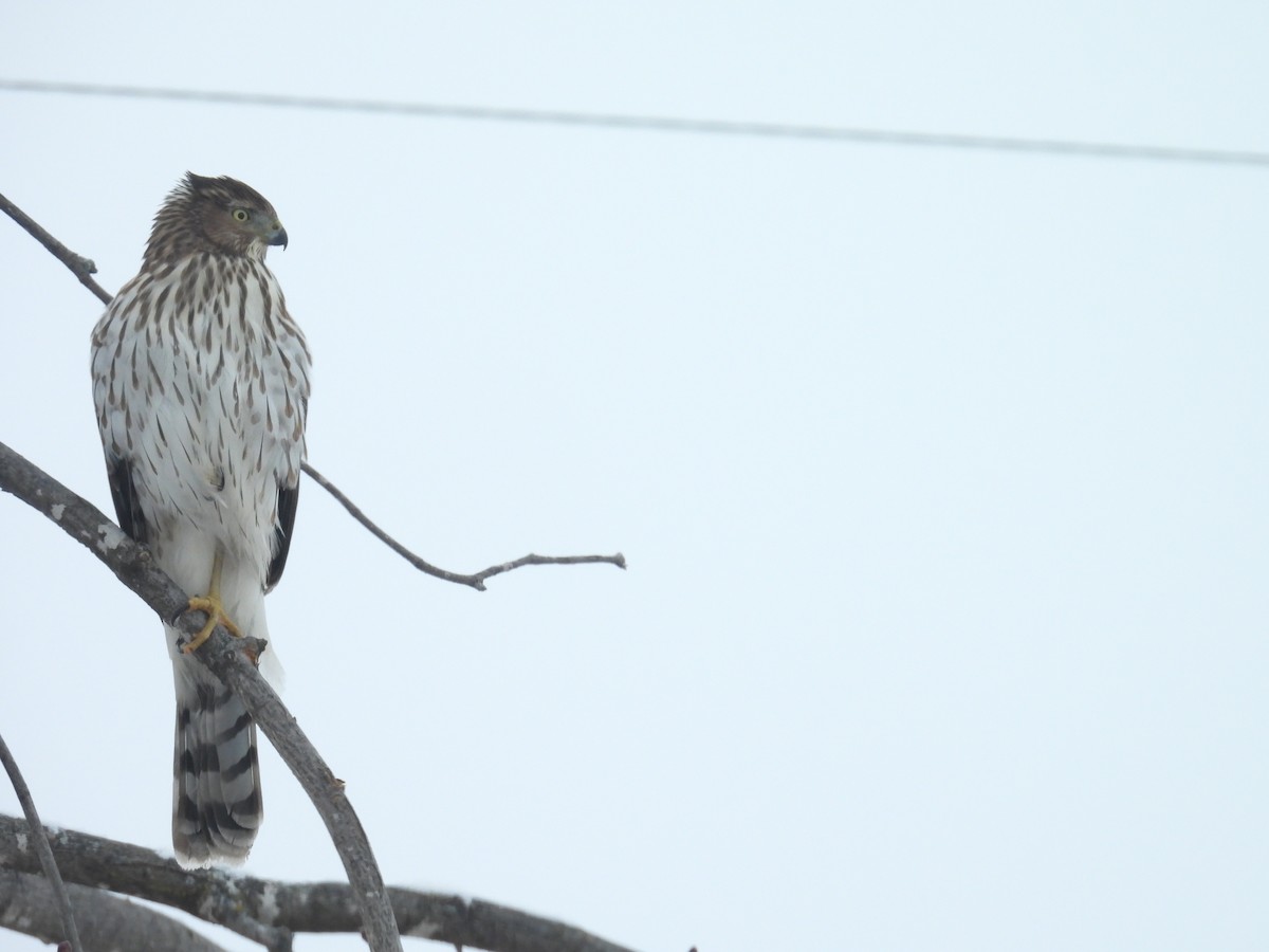 Cooper's Hawk - ML646253647