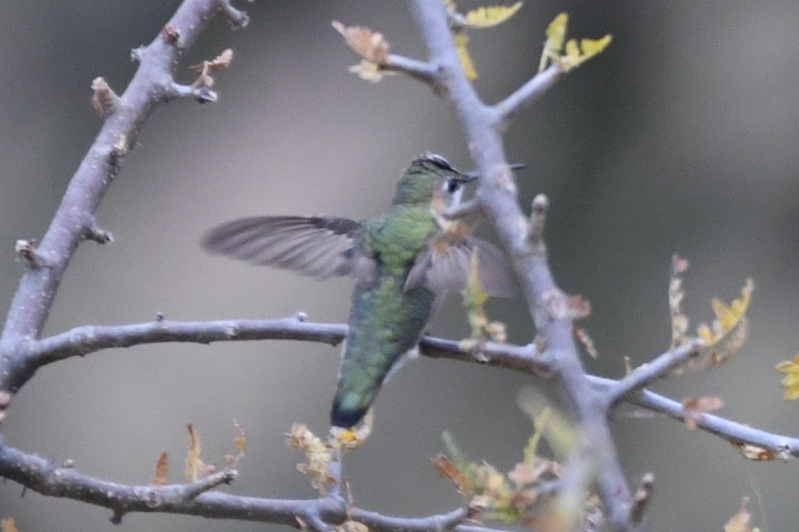 Colibri à gorge rubis - ML646253649