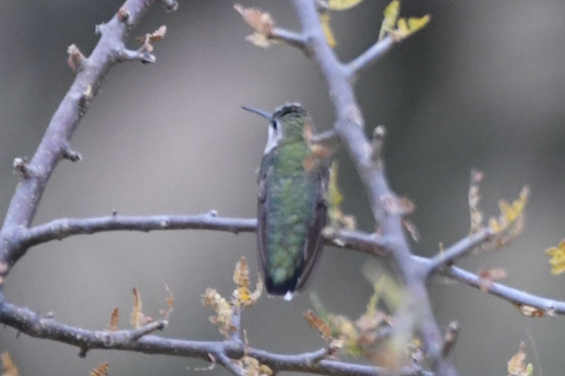 Colibri à gorge rubis - ML646253650