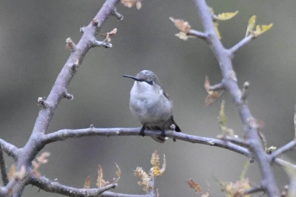 Colibri à gorge rubis - ML646253651