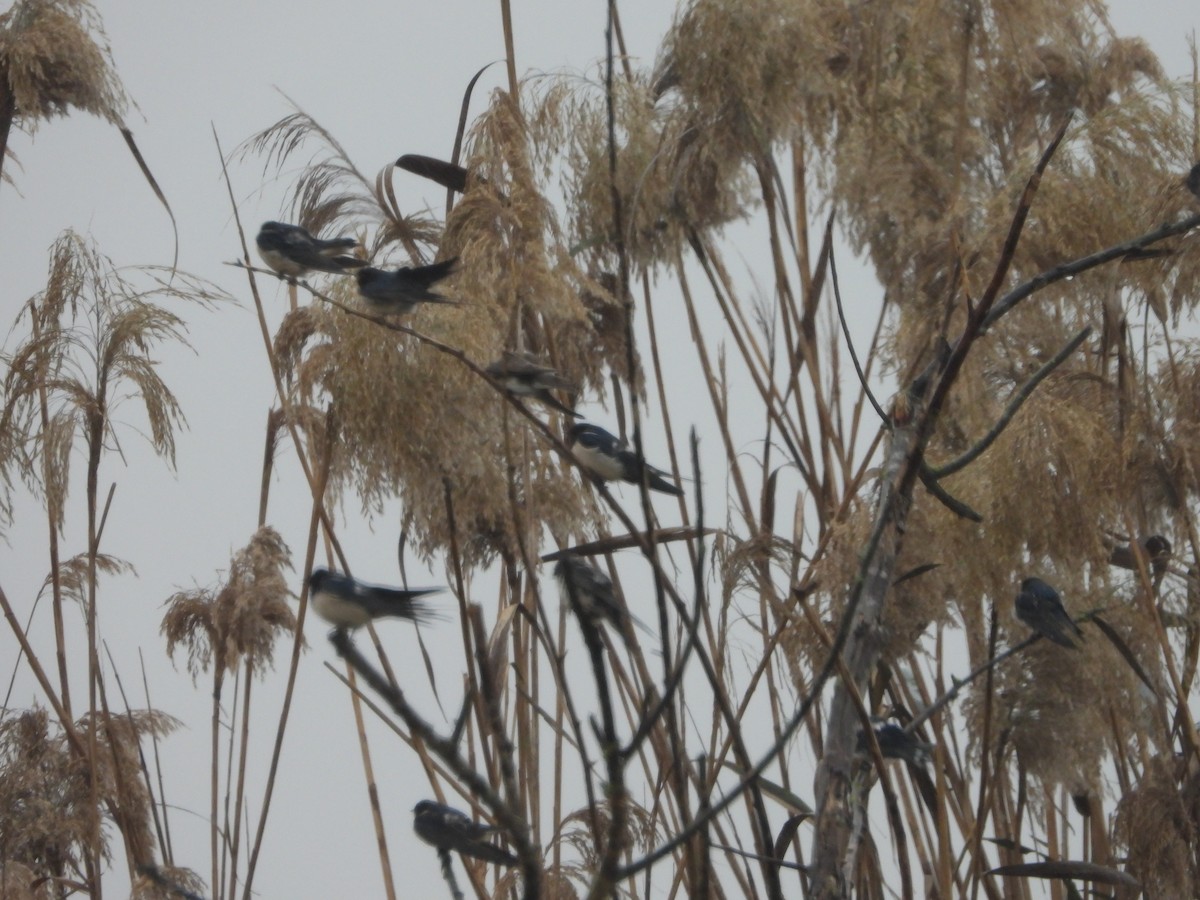 家燕 - ML646253654