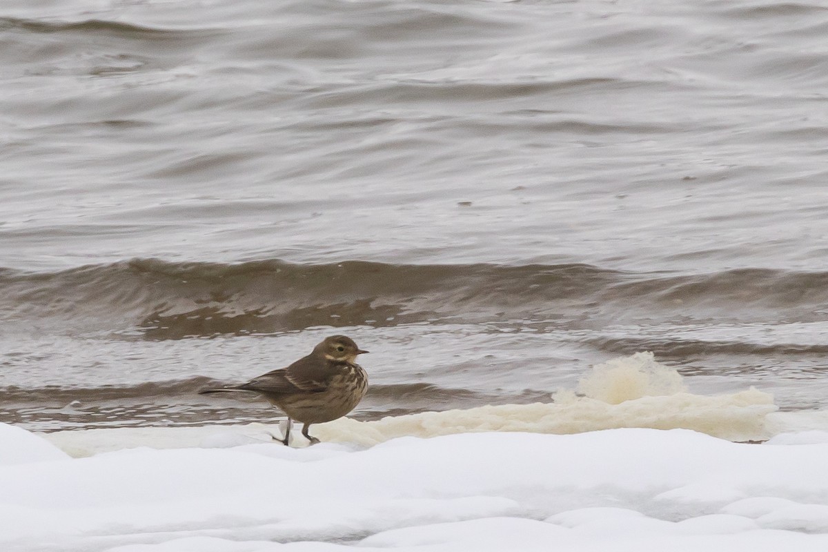 American Pipit - ML646253656