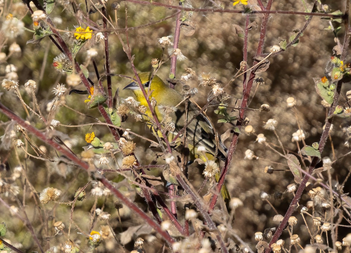 Orchard Oriole - ML646253658