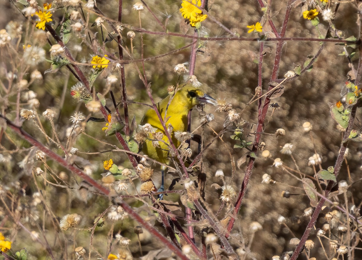 Orchard Oriole - ML646253659