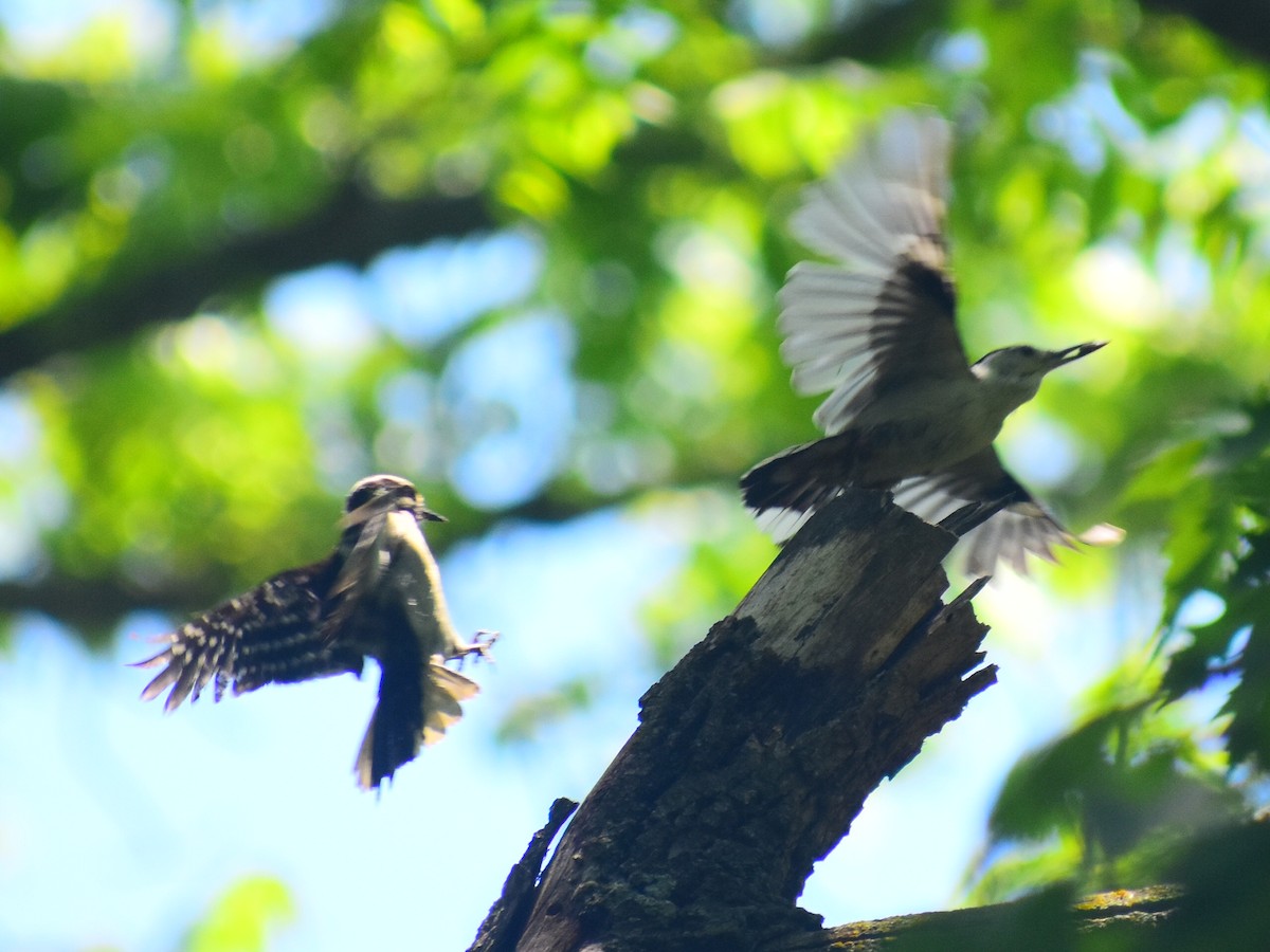 White-breasted Nuthatch - ML646253661