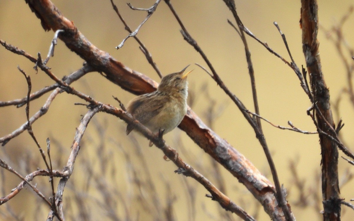 Овад річковий - ML646253663