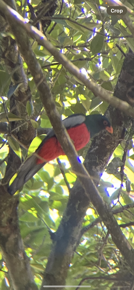 Трогон червонодзьобий - ML646253664