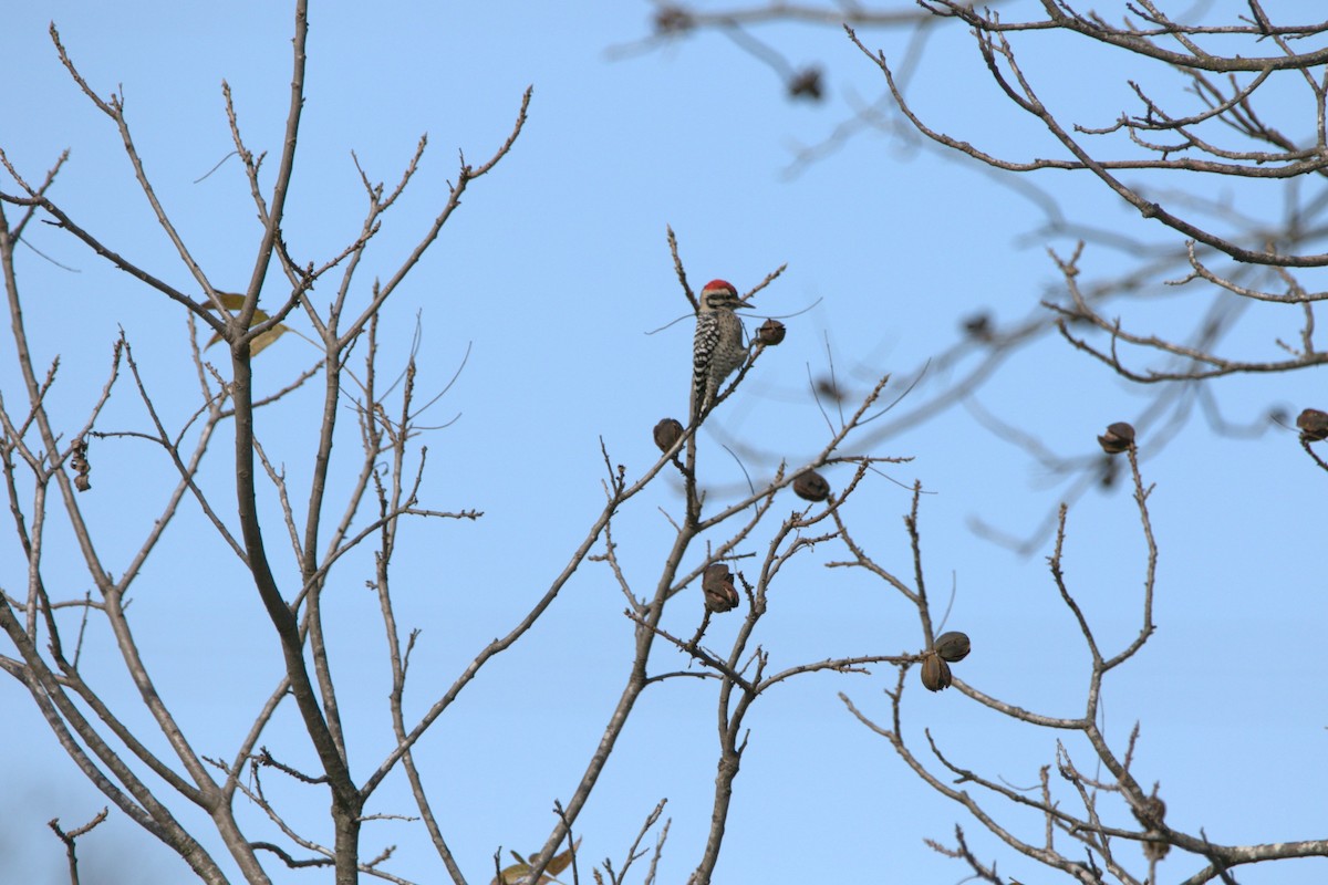 Ladder-backed Woodpecker - ML646253669