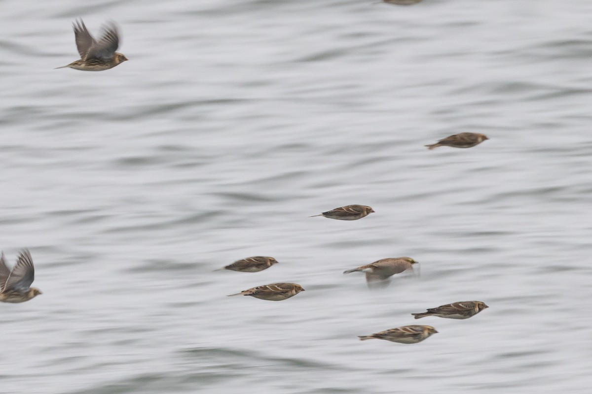 Lapland Longspur - ML646253671