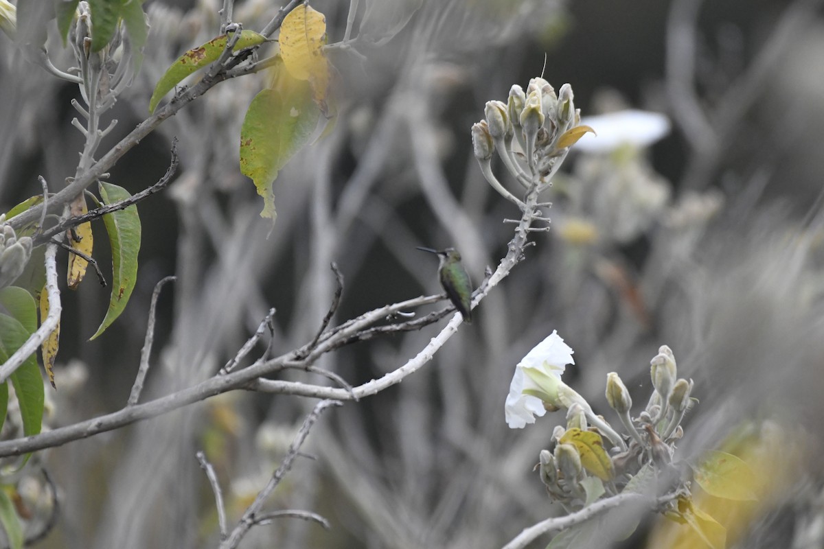 Colibri à gorge rubis - ML646253673