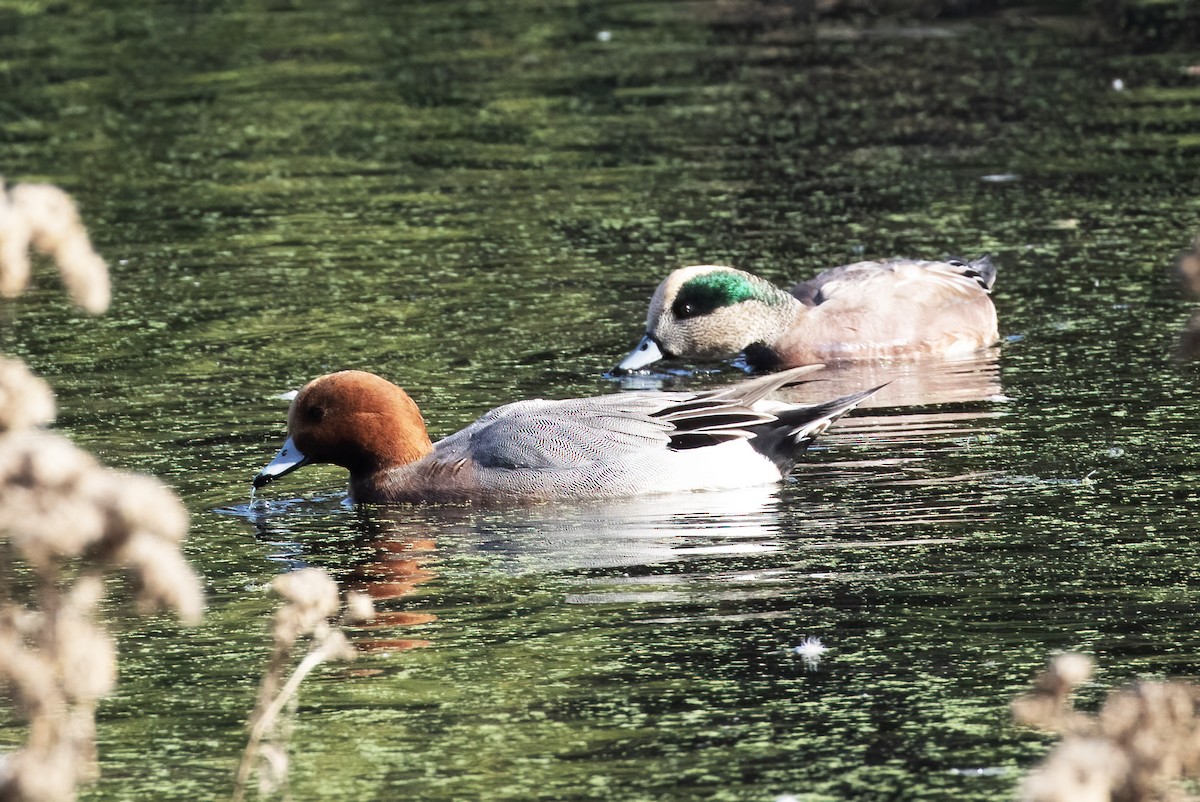 Зээрд нугас - ML646253674