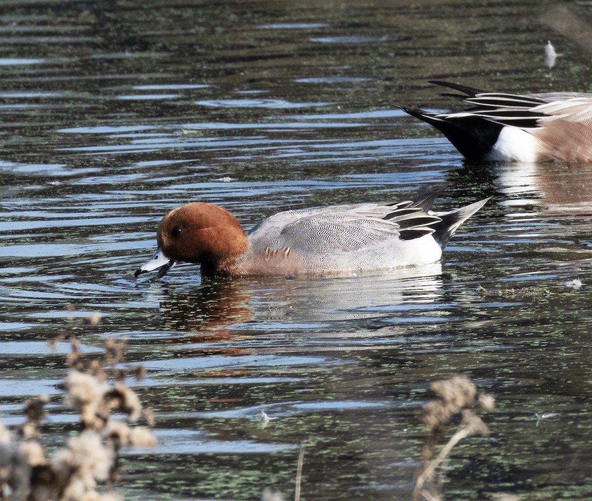 Зээрд нугас - ML646253675