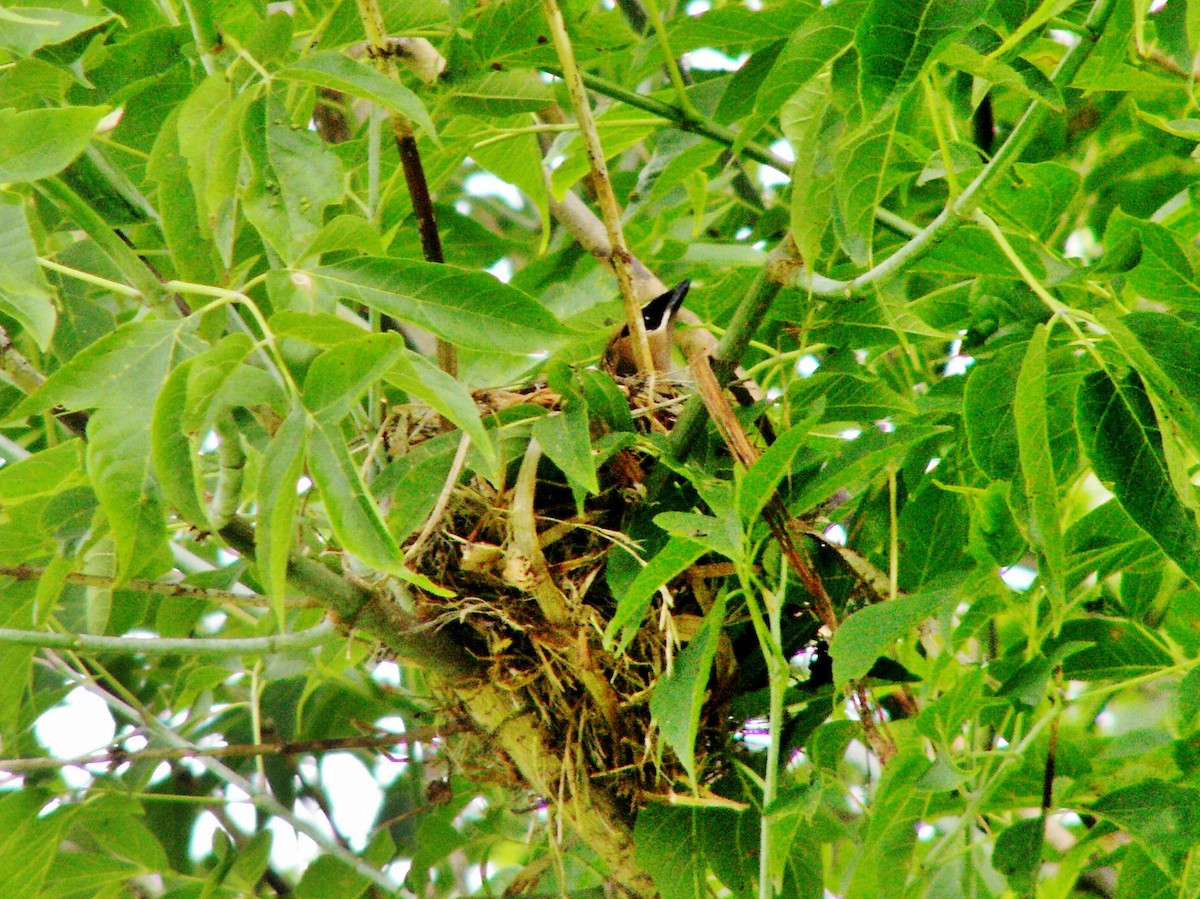 Cedar Waxwing - ML646253676