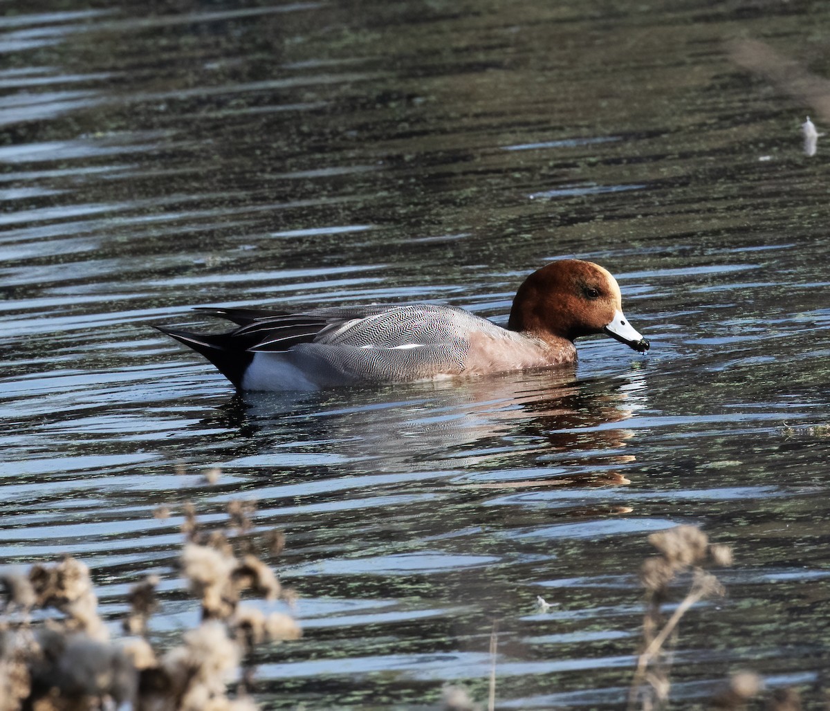 Зээрд нугас - ML646253677