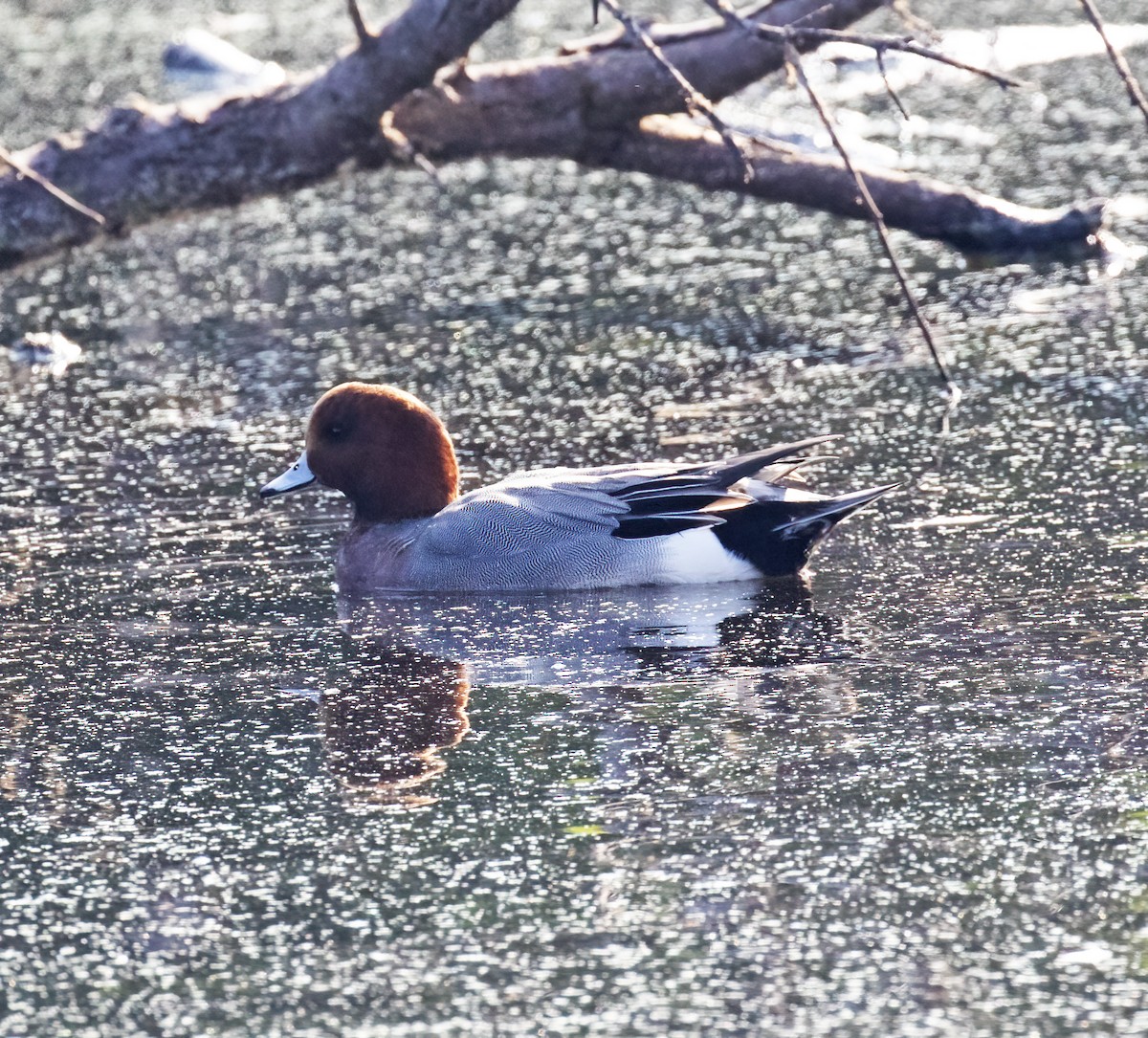 Зээрд нугас - ML646253678