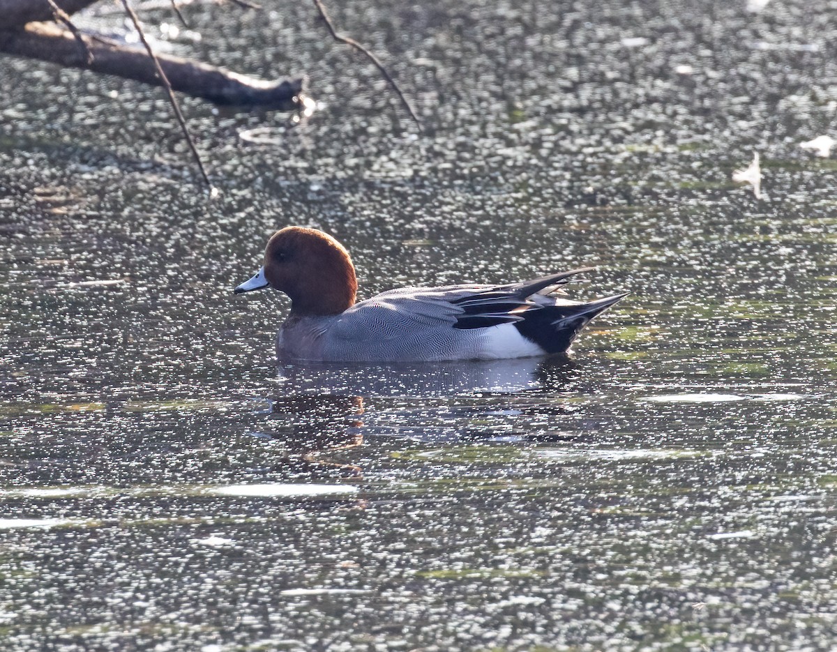 Зээрд нугас - ML646253679