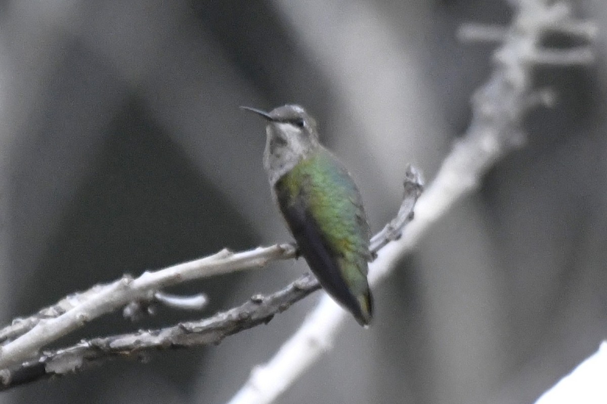 Colibri à gorge rubis - ML646253681