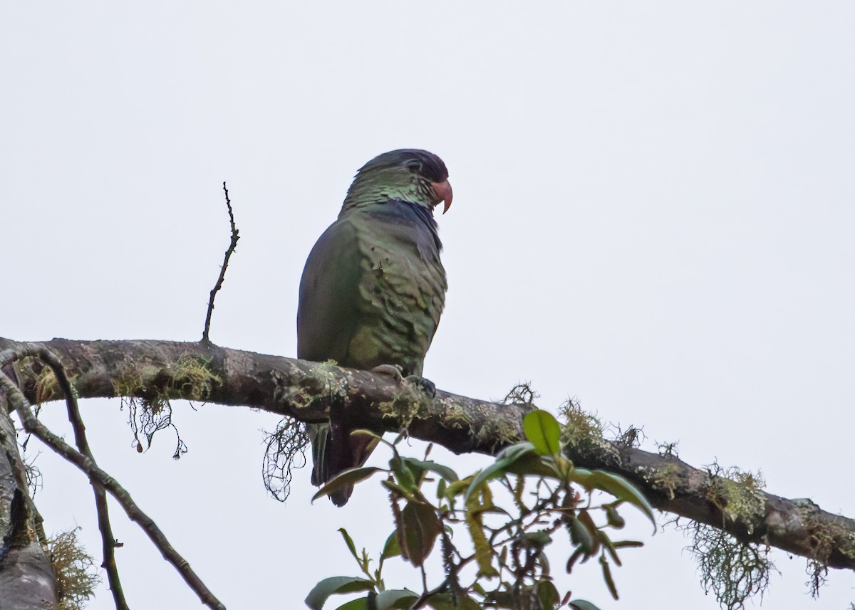 Red-billed Parrot - ML646253682