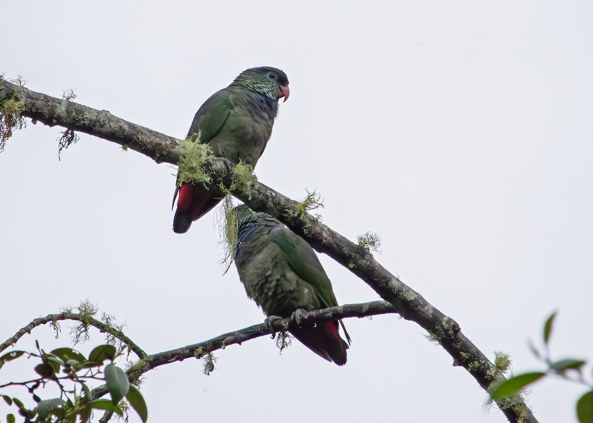 Red-billed Parrot - ML646253683