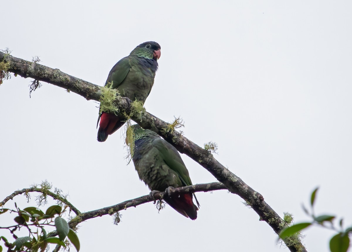 Red-billed Parrot - ML646253684