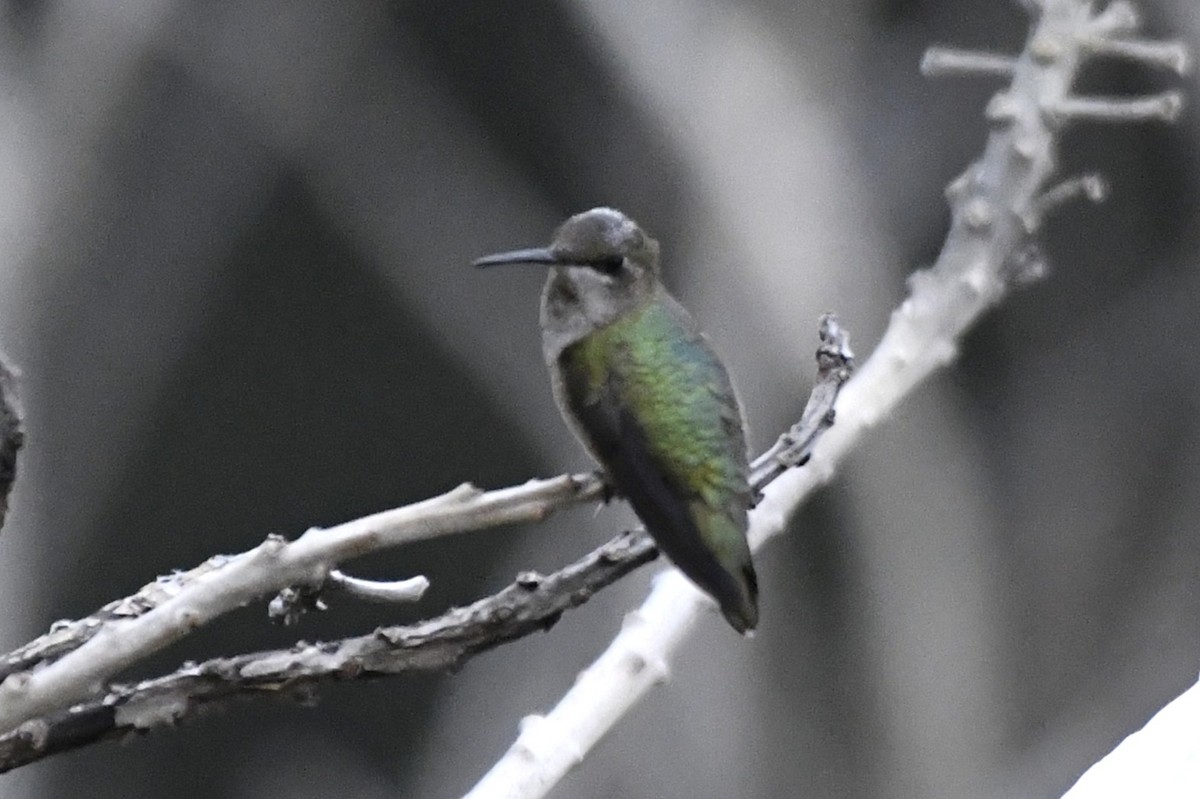 Colibri à gorge rubis - ML646253688