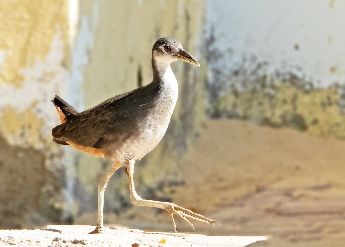 White-breasted Waterhen - ML646253690