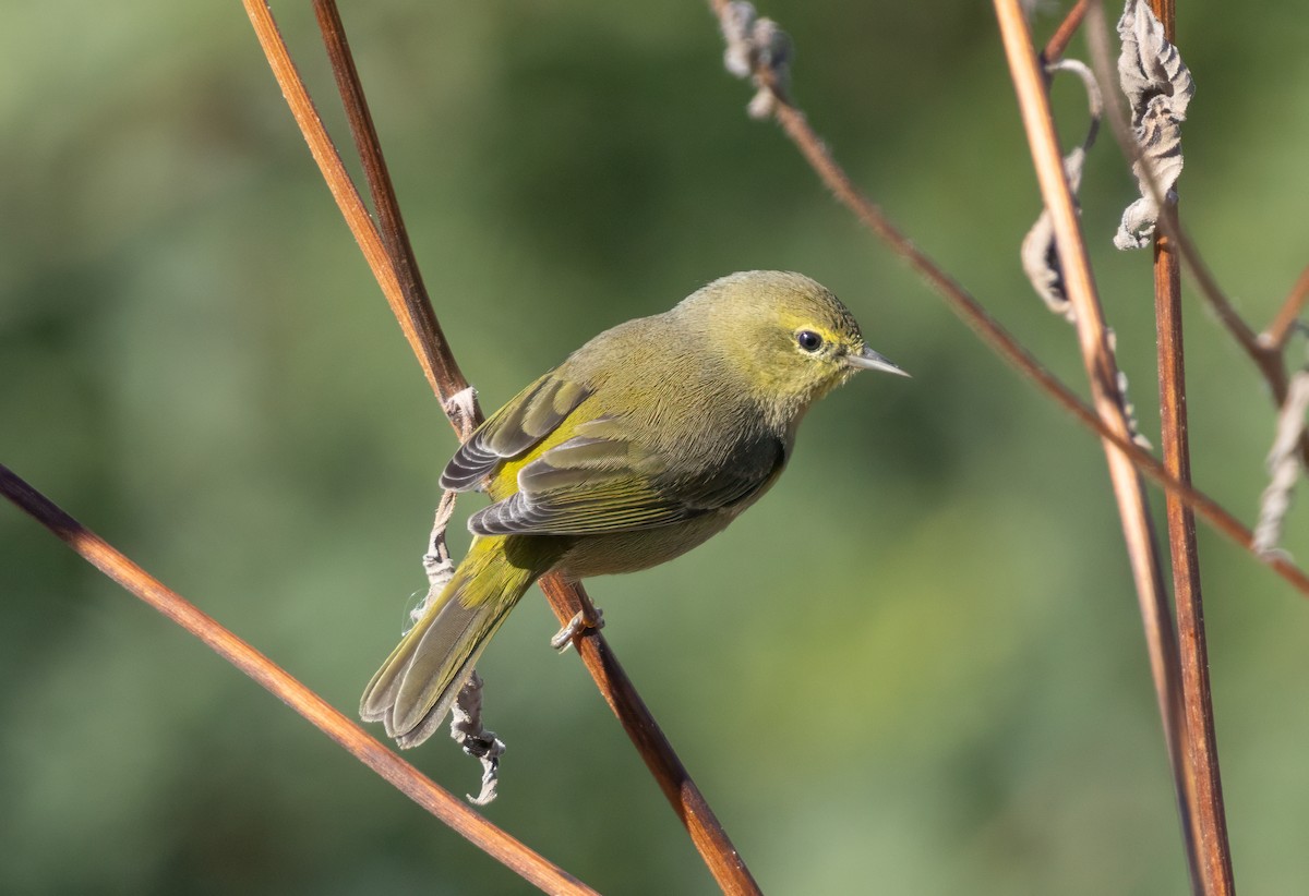 Orange-crowned Warbler - ML646253691