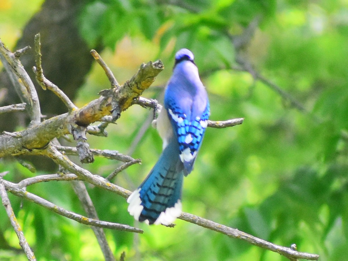 Blue Jay - ML646253692