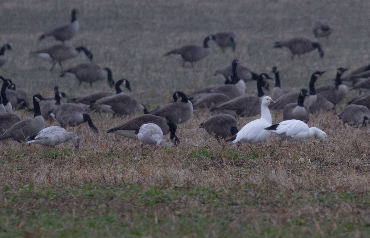 Snow Goose - ML646253694