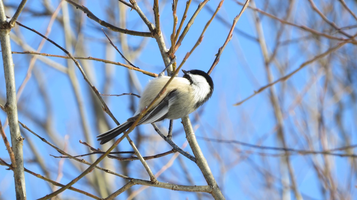 Black-capped Chickadee - ML646253696