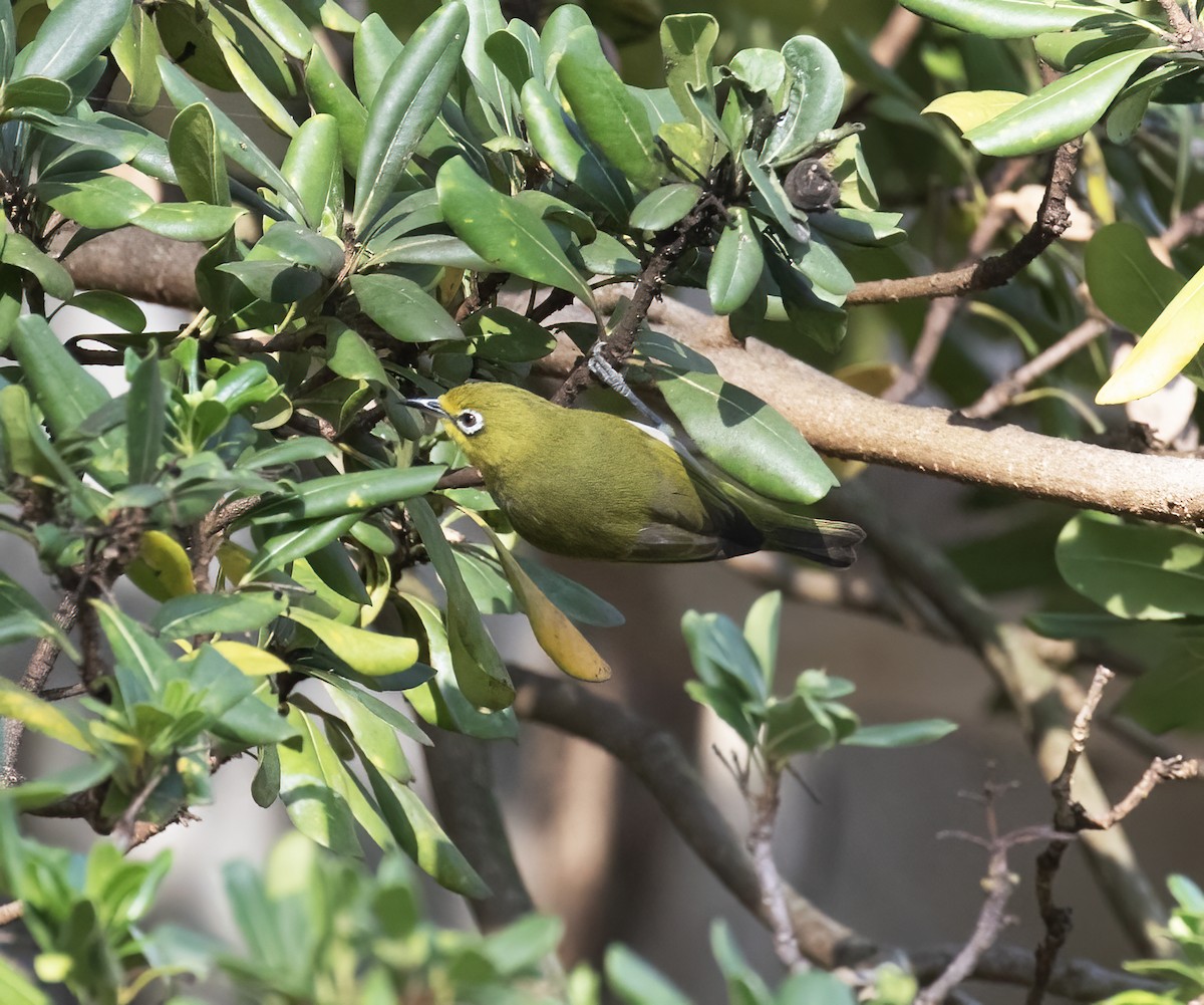 Swinhoe's White-eye - ML646253698