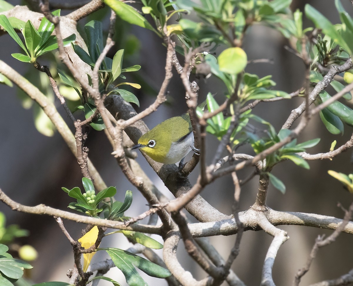 Swinhoe's White-eye - ML646253699