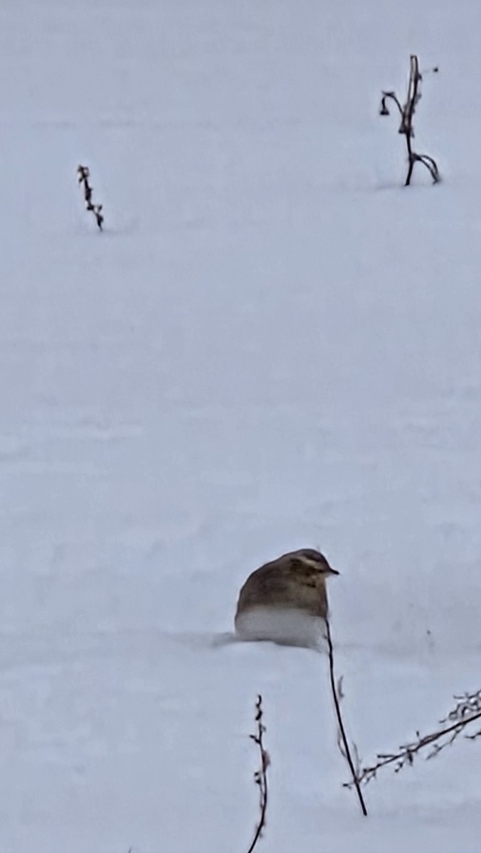 Horned Lark - ML646253700