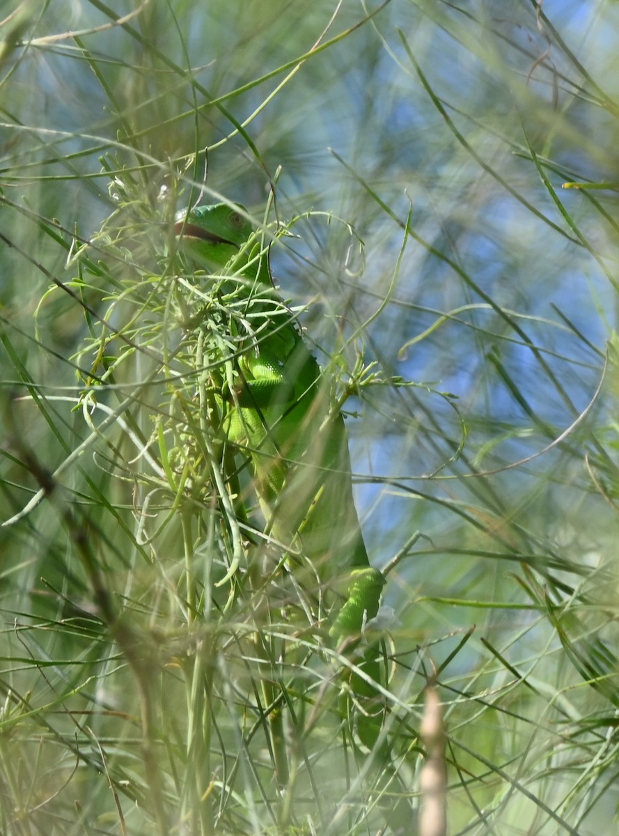 Cape Spiny-tailed Iguana - ML646253702