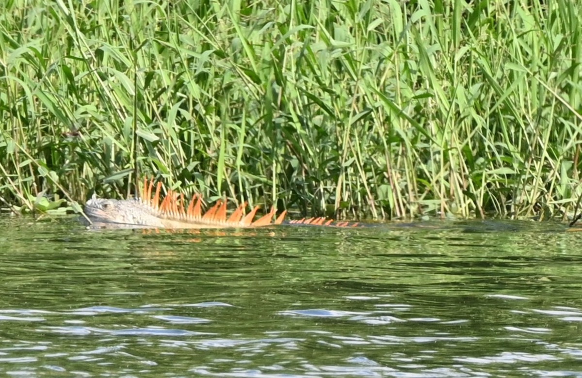 綠鬣蜥 - ML646253703