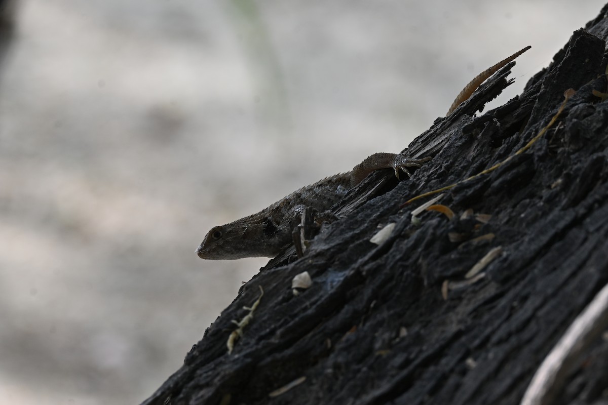 強棱蜥屬 - ML646253704