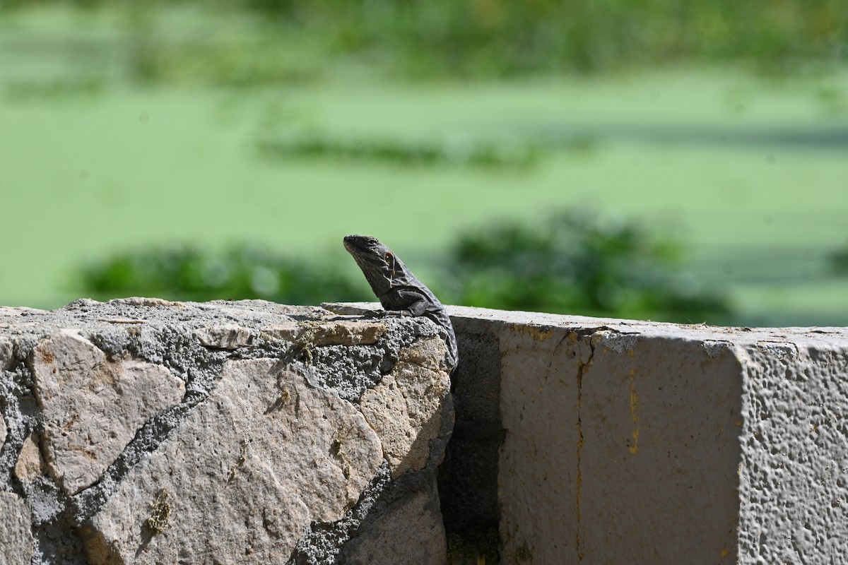 Cape Spiny-tailed Iguana - ML646253710