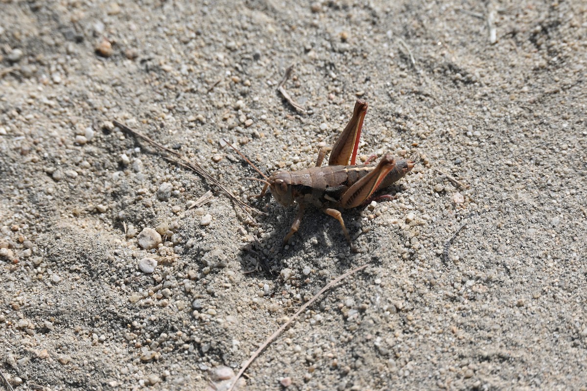 昆蟲綱 - ML646253712