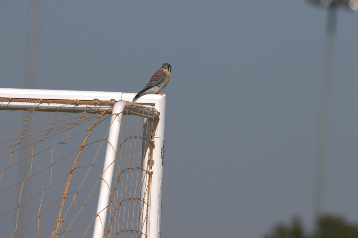American Kestrel - ML646253714