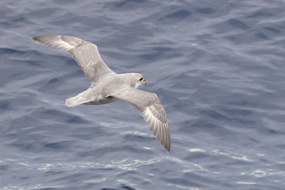 暴風鸌 - ML646253716