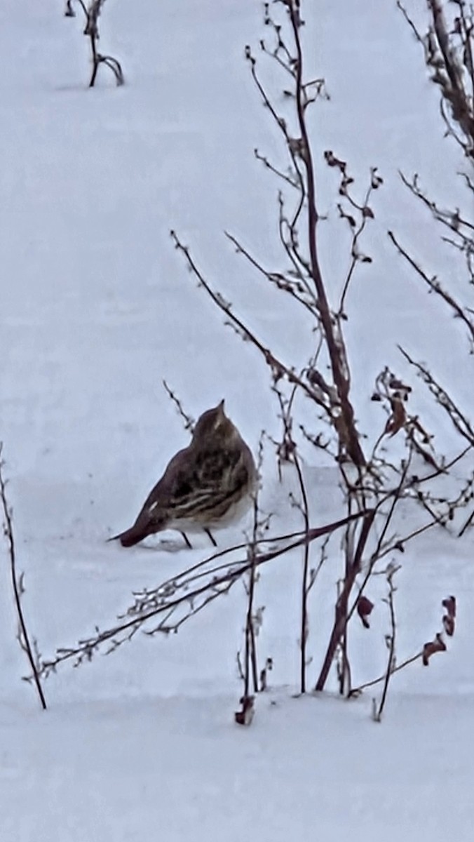 Horned Lark - ML646253717