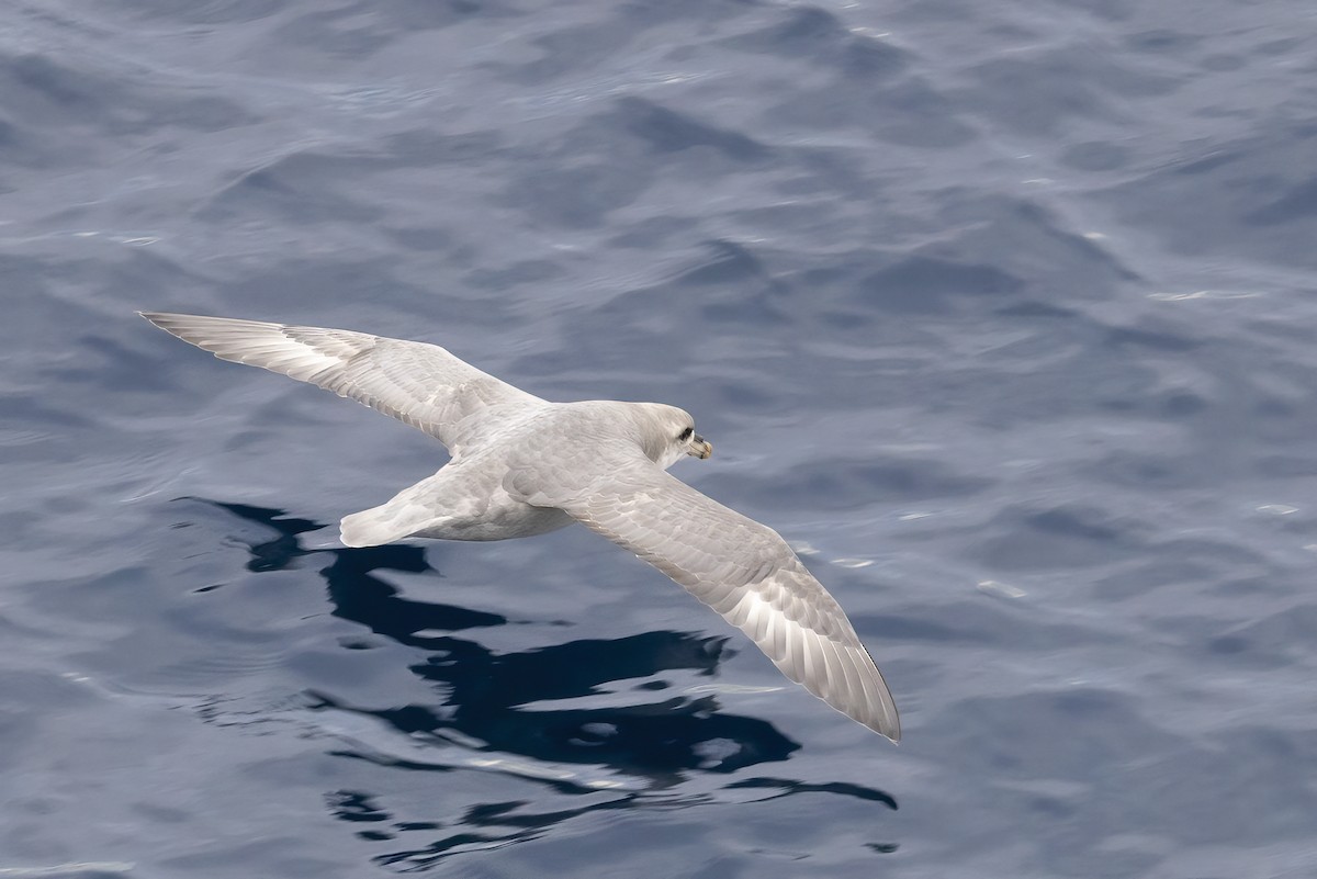 暴風鸌 - ML646253718